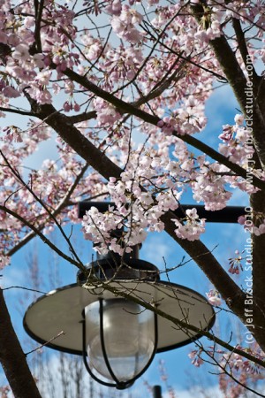 Photo 365 #1 – Cherry Blossoms