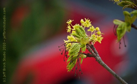 Photo 365 #23 – Third-Story Blooms