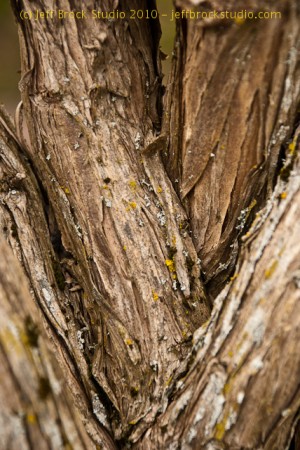 Photo 365 #43 – Converging Bark