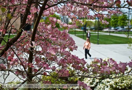 Photo 365 #44 – Hungry Blossoms