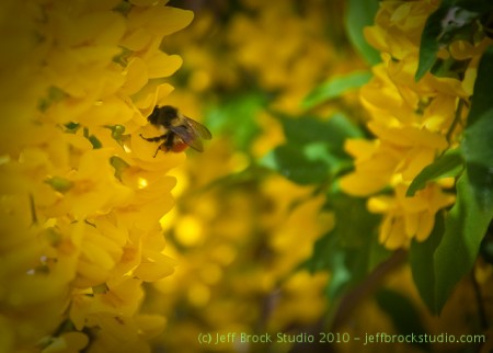 Photo 365 #57 – Flight of the Bumblebee