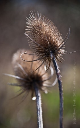 Photo 365 #6 – The Day of the Triffids