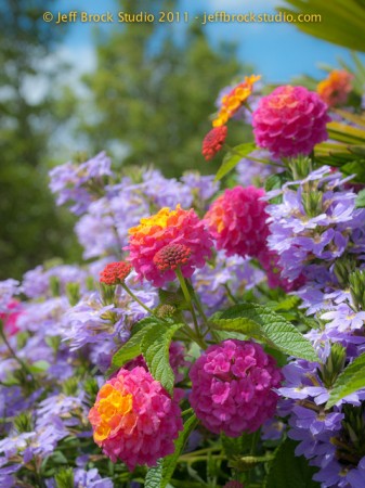 Photo 365 No. 74 – Fruity Pebble Flora