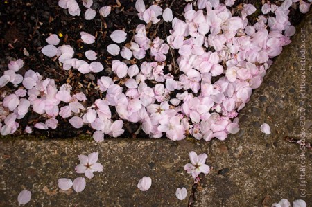 Photo 365 #9 – Fallen Pink